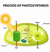 Image result for 2 Stages of Photosynthesis Diagram