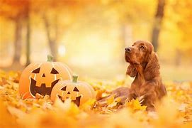 Image result for Gold Cocker Spaniel