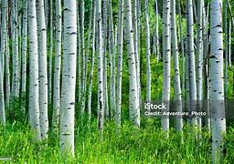 Image result for Aspen Tree Habitat Map