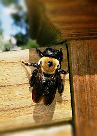 Image result for Bee Color