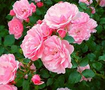 Image result for Tea Rose Color