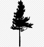 Image result for Shilote Tree Pine