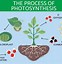 Image result for Photosynthesis Chemical