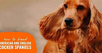 Image result for Liver and White Cocker Spaniel