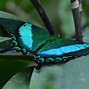 Image result for Beautiful Colorful Butterflies