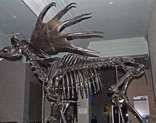 Image result for Skeleton Drawing Irish Elk