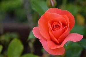 Image result for Coral Rose Variety