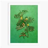 Image result for Vintage Tree Branch Illustration