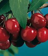 Image result for Black Cherry Tree Care