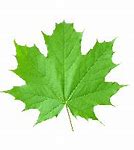 Image result for Falling Leaf Photography