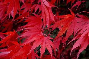 Image result for Japanese Red Maple Leaves