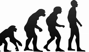 Image result for Human Evolution Lineage