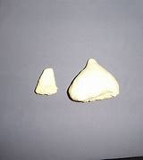 Image result for Beaked Whale Teeth