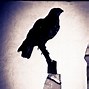 Image result for Cartoon Bird Silhouette