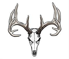 Image result for Mule Deer Skull Clip Art