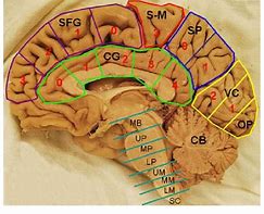 Image result for Upper Visual Field in Frontal Cortex