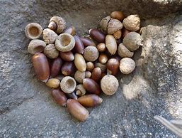 Image result for Eastern Black Oak Acorns