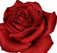 Image result for Beautiful Rose Coloring Pages