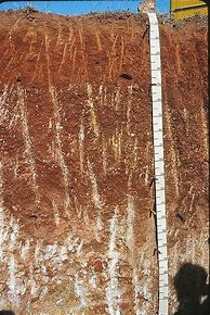 Image result for Loamy Soil