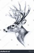 Image result for Deer Head Side View