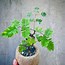 Image result for Mimosa Bonsai Tree