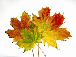 Image result for Single Fall Autumn Leaf