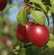 Image result for Prunus Cerasifera