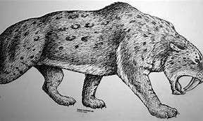 Image result for Smilodon Clip Art