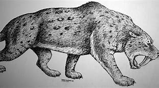 Image result for Smilodon Drawing Easy