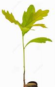 Image result for Oak Tree Sprout