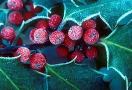 Image result for Drawings of Holly Berries