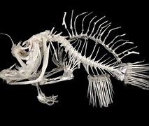 Image result for Angler Fish Bones