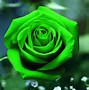 Image result for Cool Red Rose Wallpapers