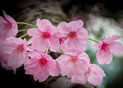 Image result for Spring Season Flowers in Japan