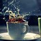 Image result for Tea Cup