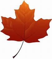 Image result for Transparent Real Yellow Maple Leaf