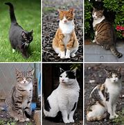 Image result for Mad Looking Cats