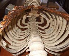 Image result for Human Rib Cage Filled with Chains