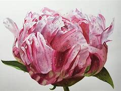 Image result for Peony Watercolor Painting