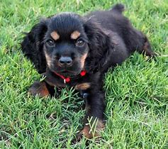 Image result for Black and Tan Cocker Spaniel