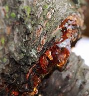 Image result for Cherry Blossom Tree Bark