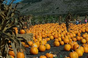 Image result for Fall Pumpkin Crafts for Preschoolers