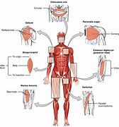 Image result for Freepik Human Body Outline