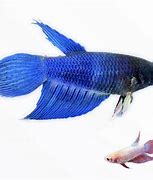 Image result for Betta Dying