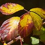 Image result for Virginia Fall Colors Map