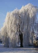 Image result for Weeping Willow Bansai Tree