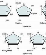 Image result for Diagarm of Dehydration Synthesis for Six Monomers