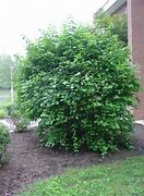 Image result for Arrowwood Viburnum Hedge