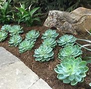 Image result for Annual Ground Cover Plants