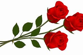 Image result for Red Rose White Background Clip Art